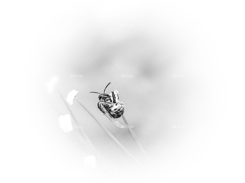 Minimalist black and white photo of a tiny bee pollinating a flower stamen.