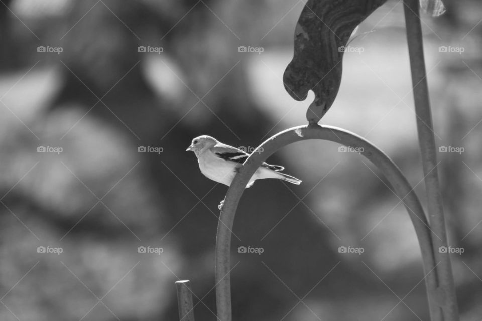 goldfinch bird