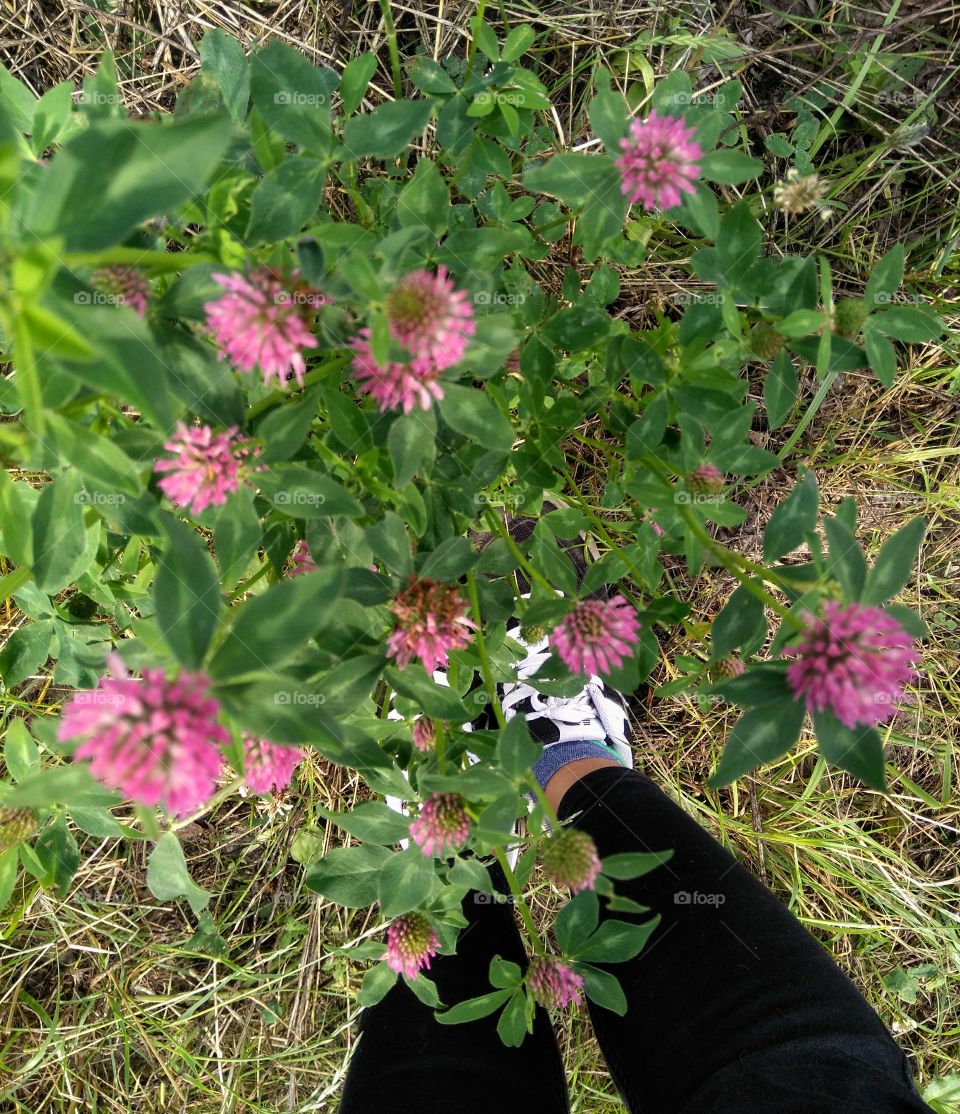 pink clover and green leaves growing in the park summer time and female legs top view