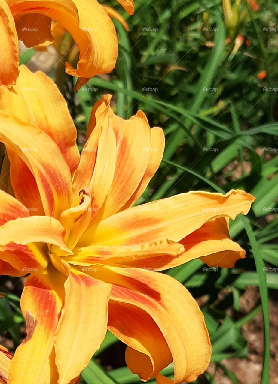 Daylilies