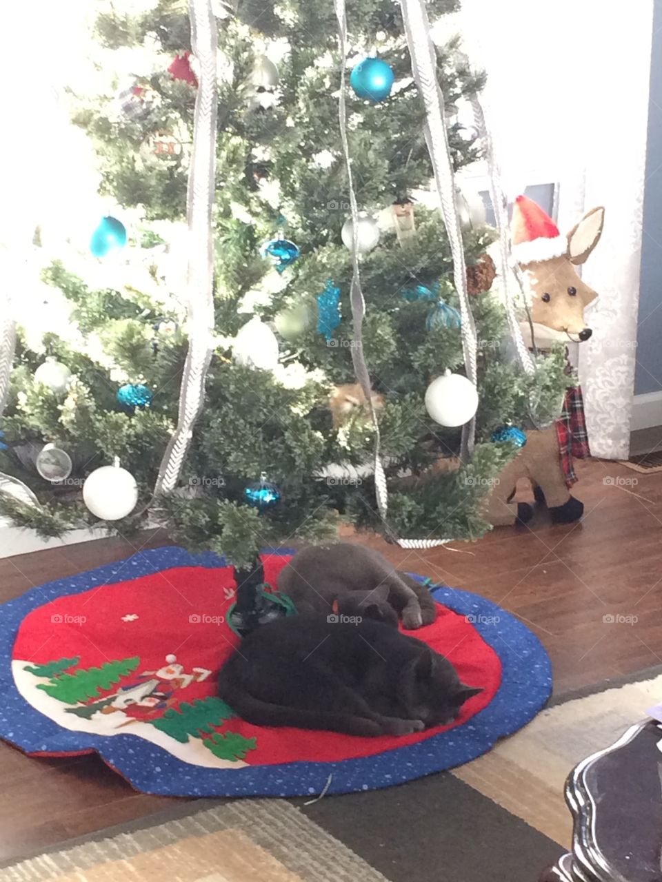 Kitty Christmas Nap