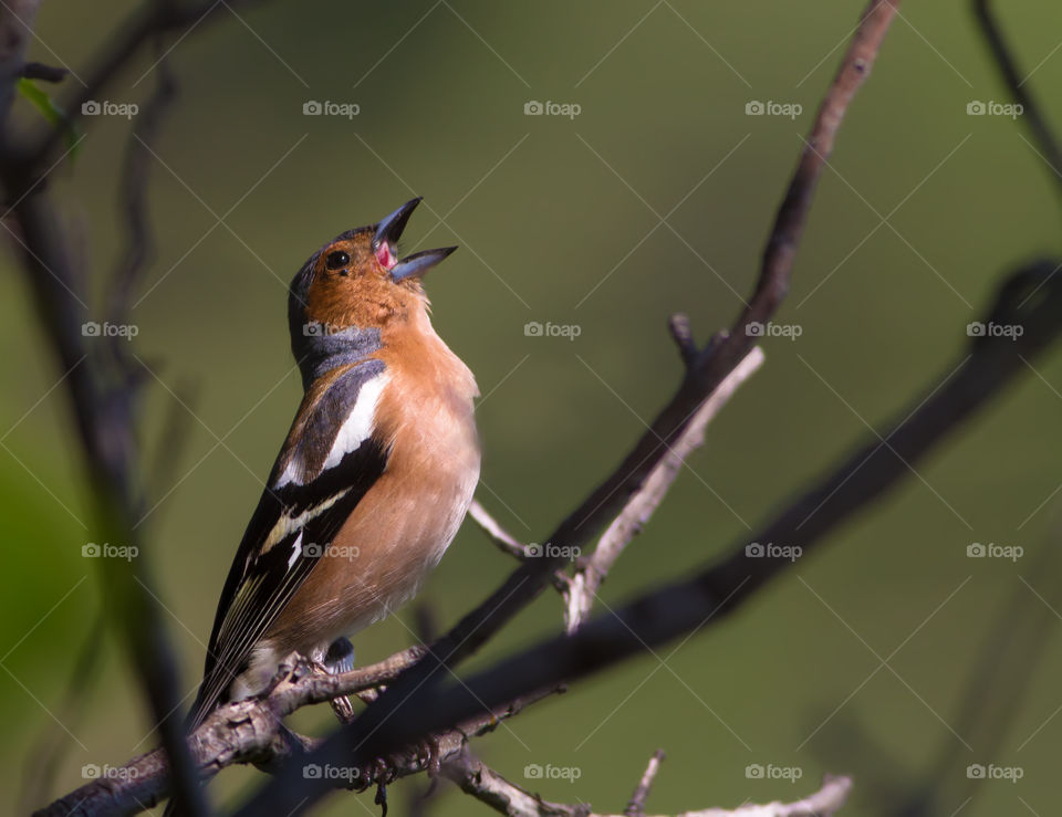 Sparrow perching on tree branch