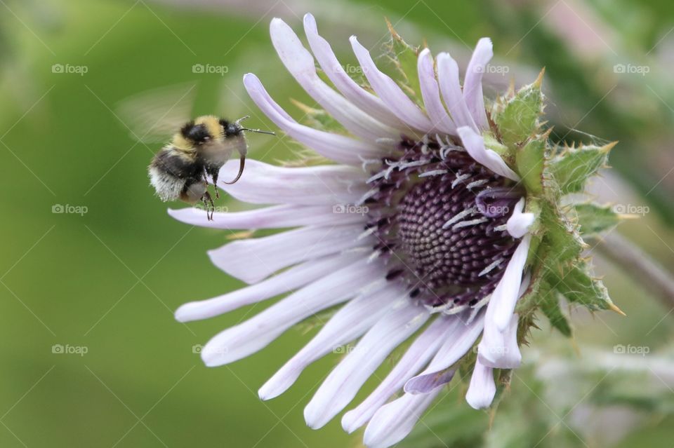 bumblebee flying to a flower