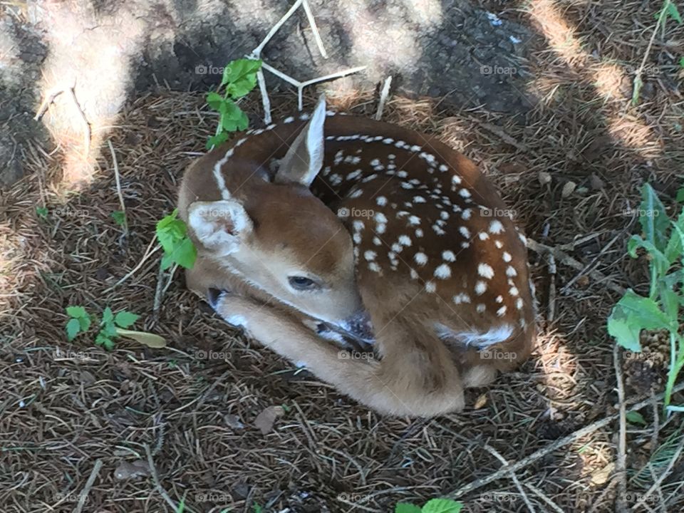Fawn on #6. What a great surprise to find just behind the green and curled up under a spruce tree!