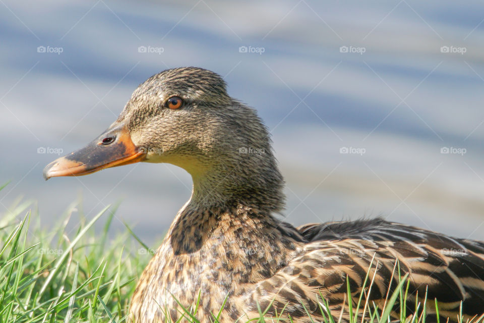 duck