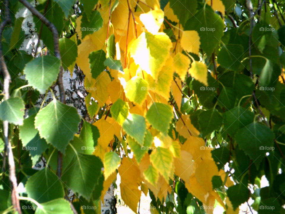 These yellow leaves are looking amazing.