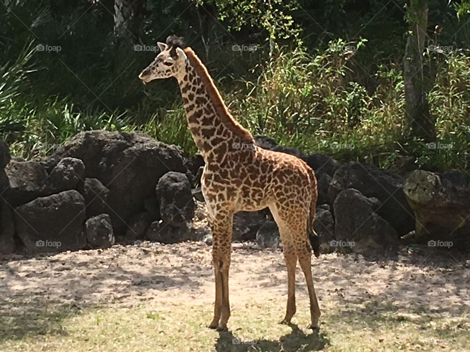 Brevard Zoo Baby Giraffe 