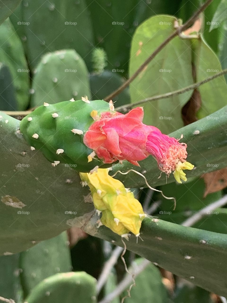 Stories of the cactus,my garden ( Thailand)