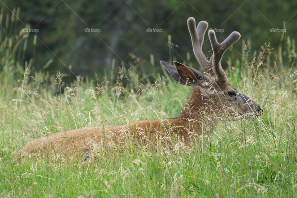 Cerf de Virginie