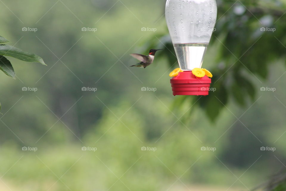 Hummingbird