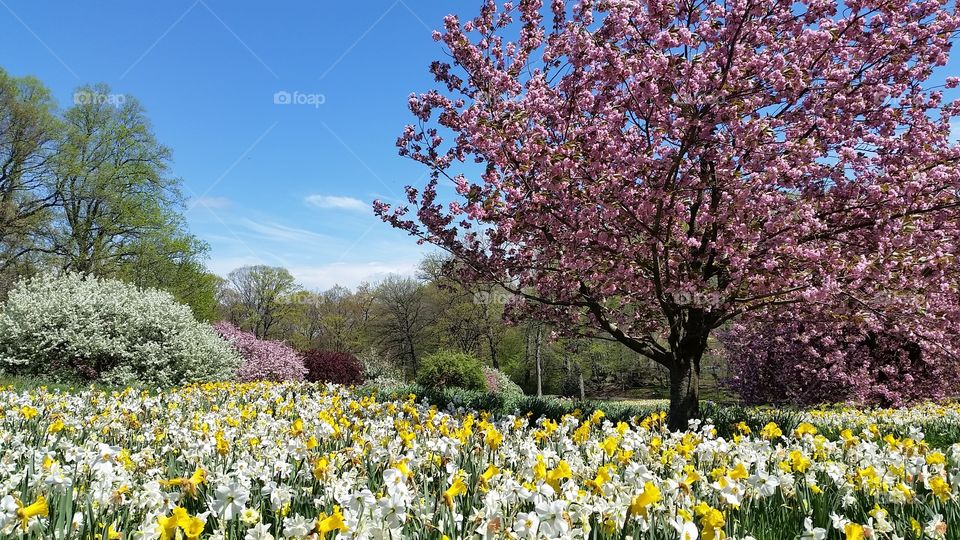 Spring in New York