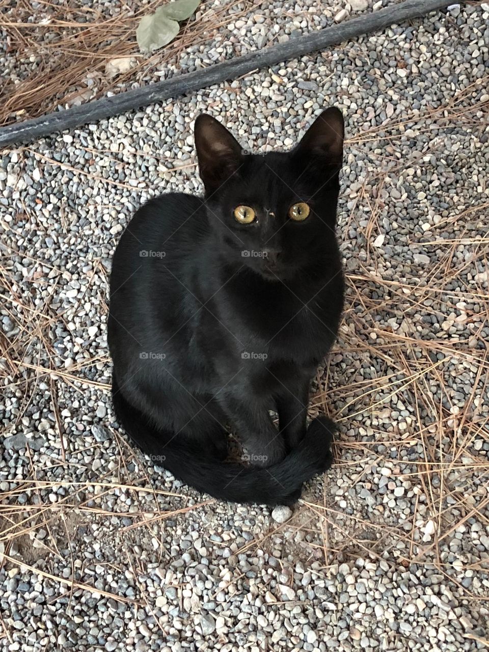 Beautiful black cat portrait. Authentic shot without filters and digital retouching.