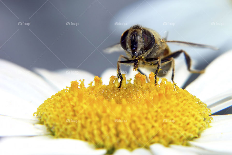 flower macro insect bee by jregueira