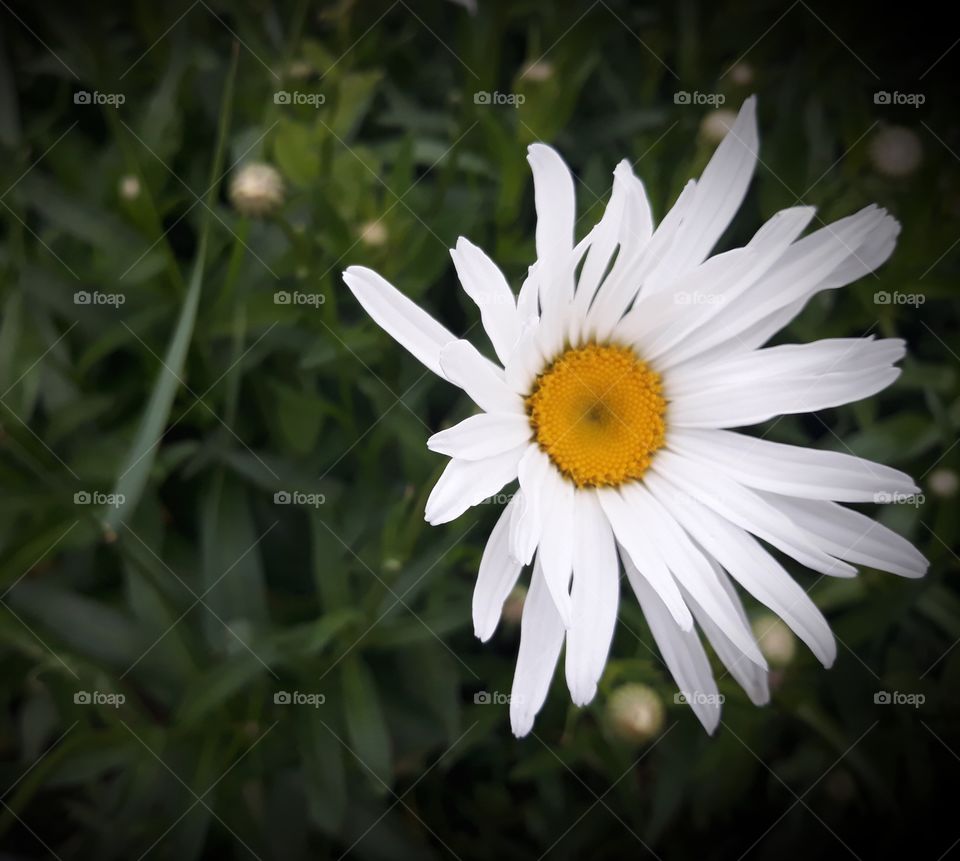 The beauty of a daisy