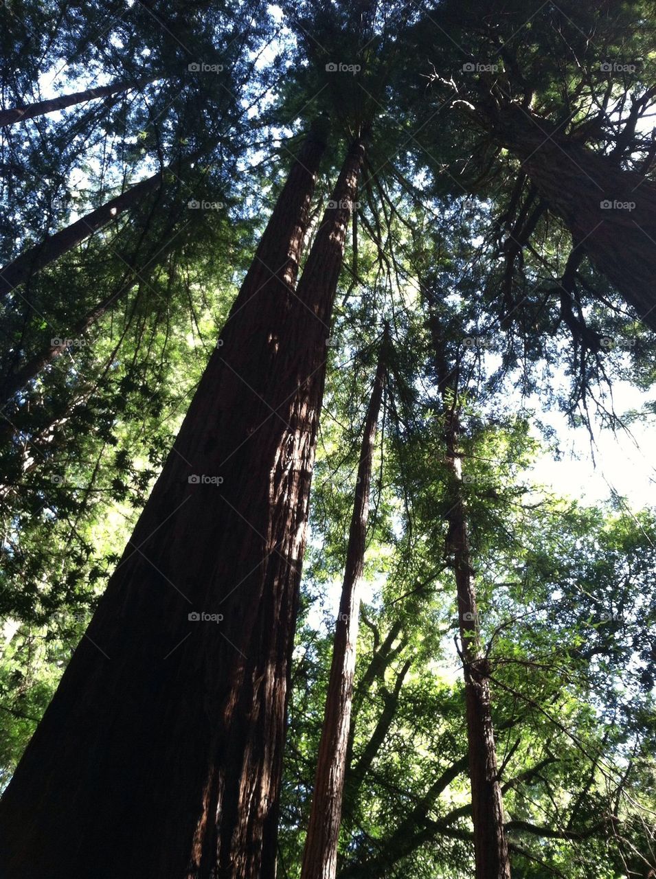 Redwoods