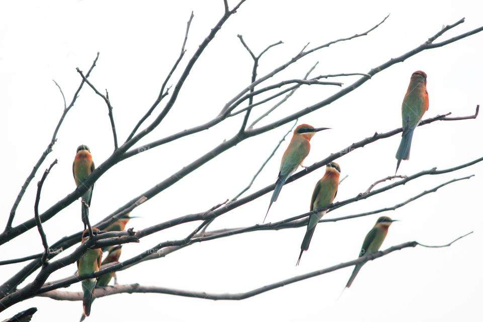 coloured bird's on tree branches
