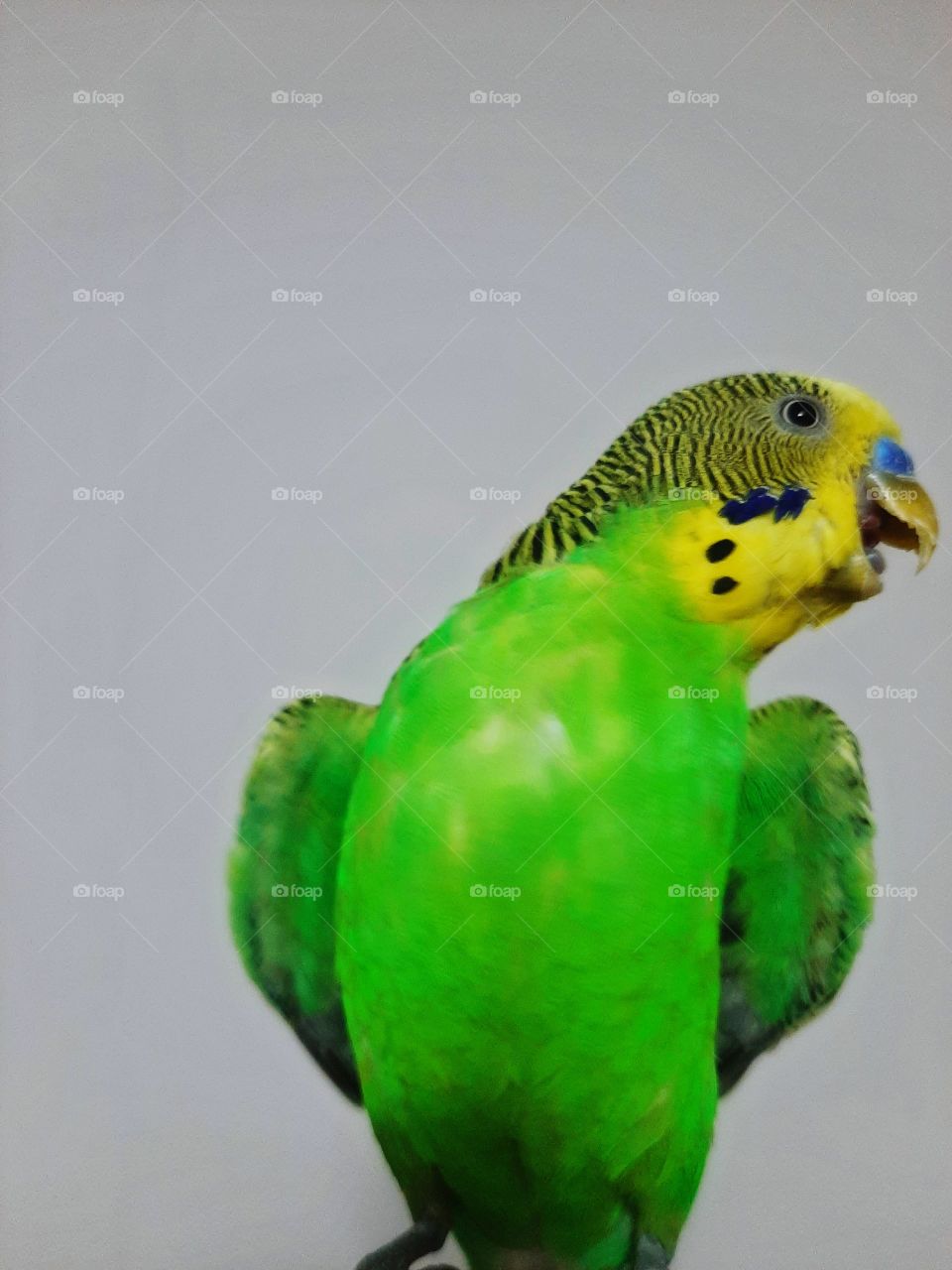 parakeet
