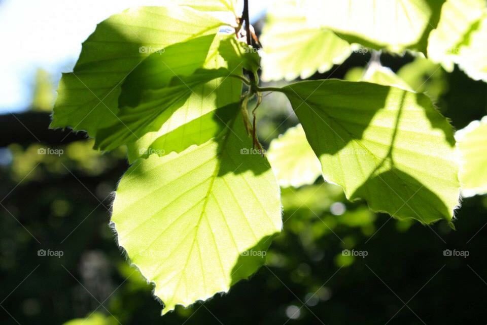 Leaf shadows 