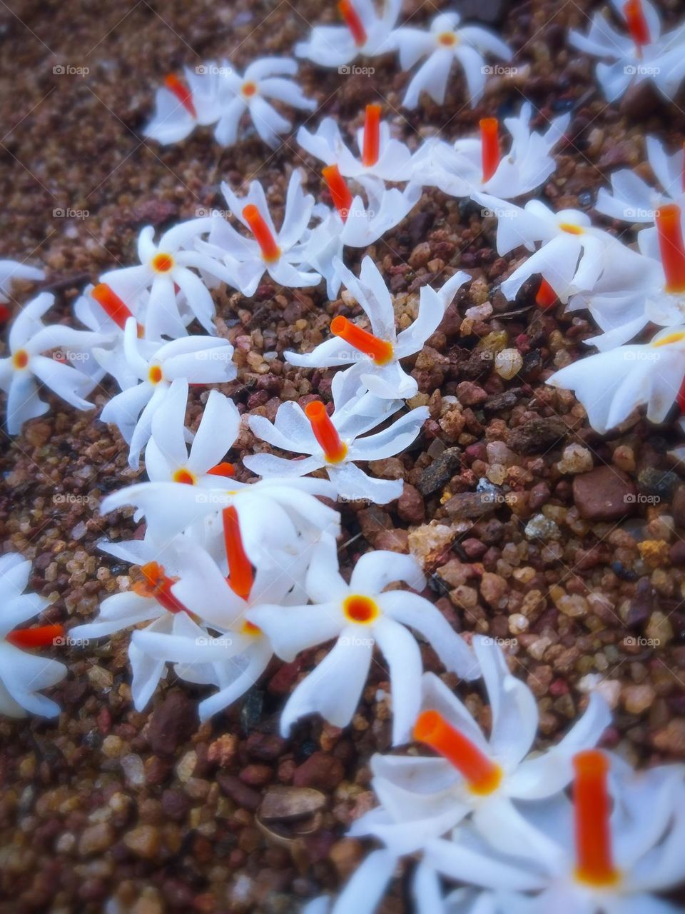 This is a image of sepalika flowers. These flowers blooming at the midnight and they are so beautiful and fragrant. These flowers are laying at the ground .You can se the stalk of the flowers are orange in colour.