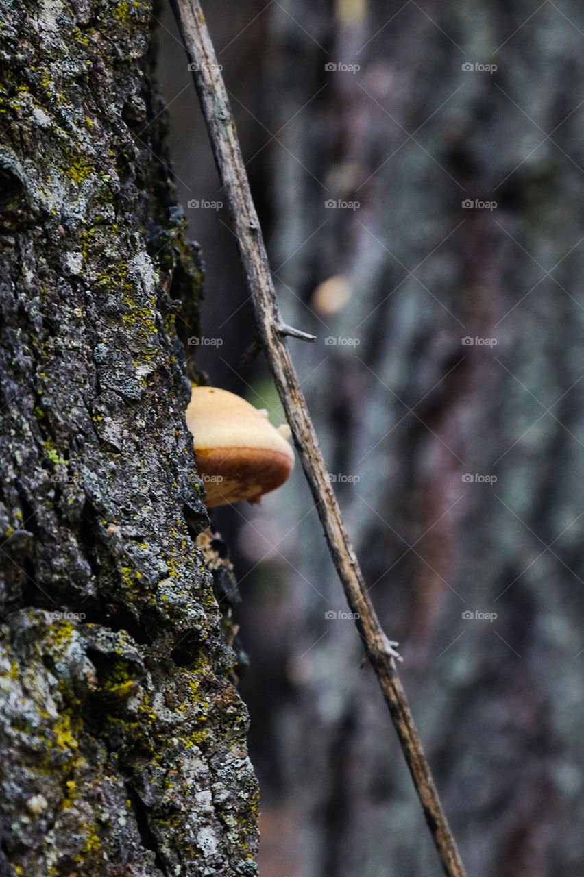 Bark and sap