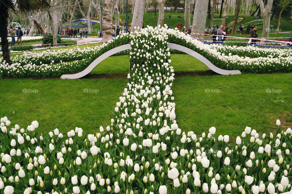 pretty garden with roses