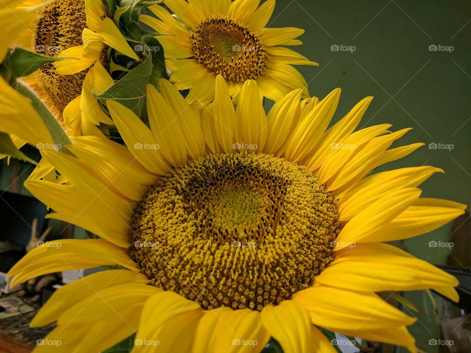 Happy sunflowers