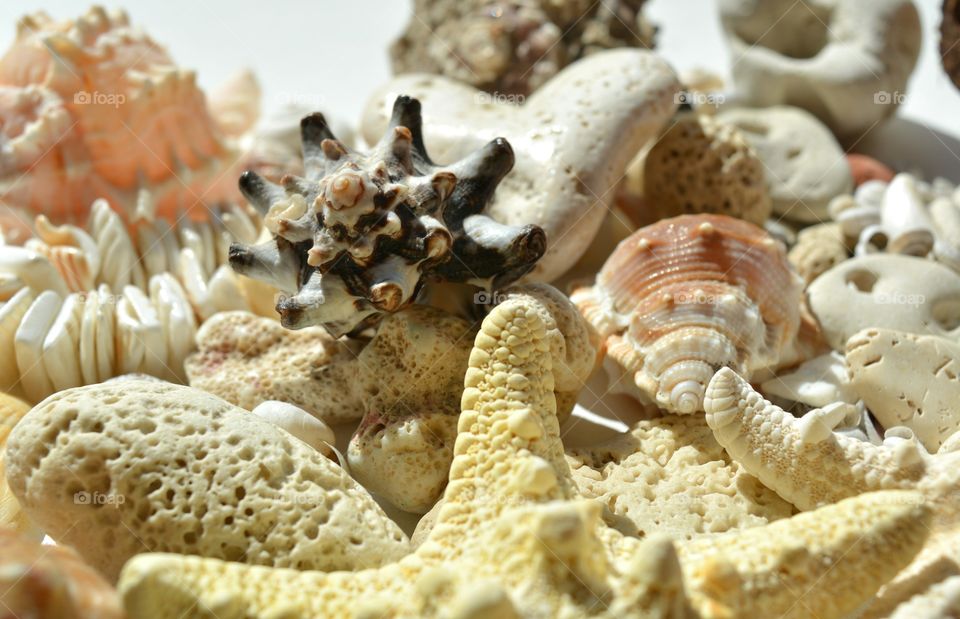 Seashell, Shell, Food, No Person, Sea