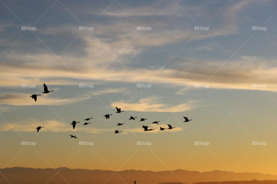 Flock of geese