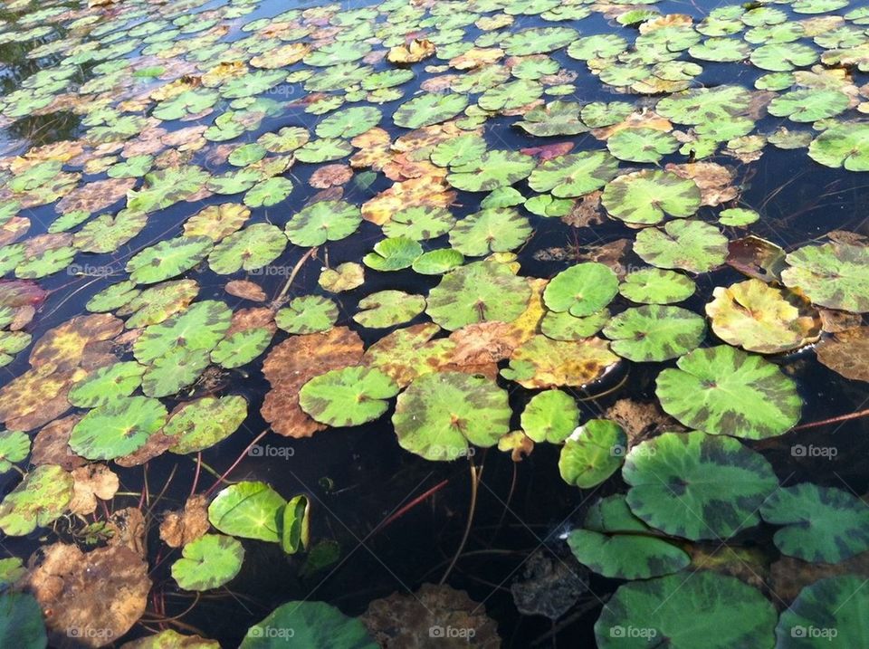 Lilly pads 