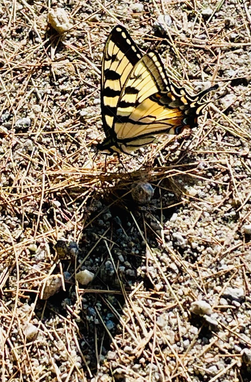 A Canadian tiger swallowtail butterfly rests in the warm sun, its delicate wings spread upward. The sunlight casts a shadow on the ground, doubling its size, as the butterfly soaks in the heat, showcasing its vibrant yellow and black patterns.
