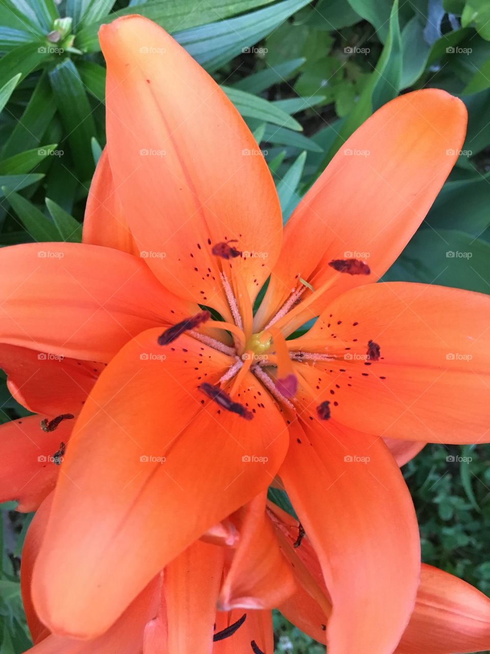 Orange lily