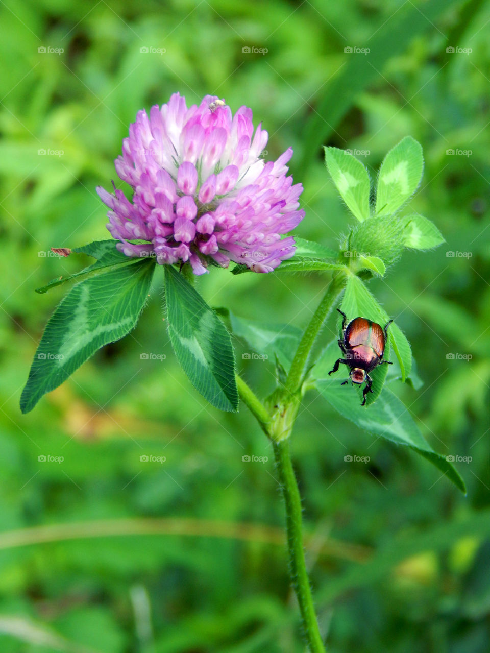 Beetle and flower
