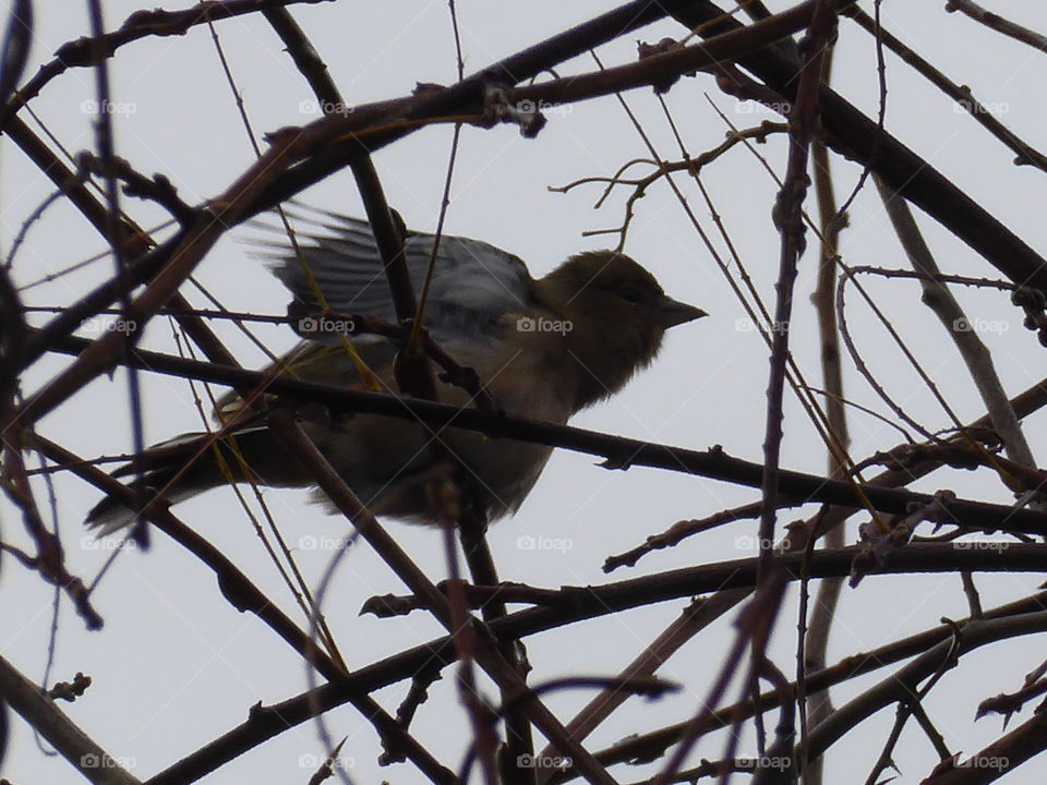 Little Bird 