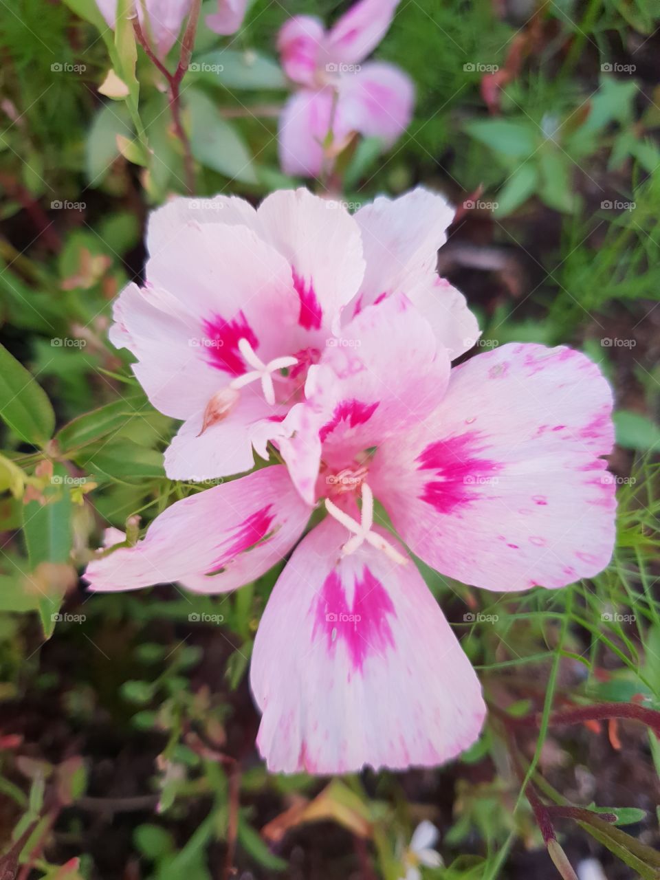 Pink Flecked Flower