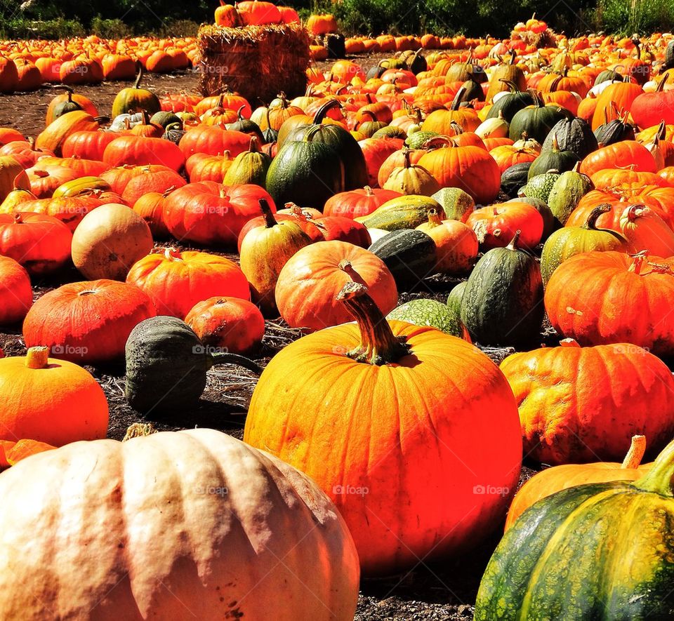 Pumpkins and gourds of many colors in autumn