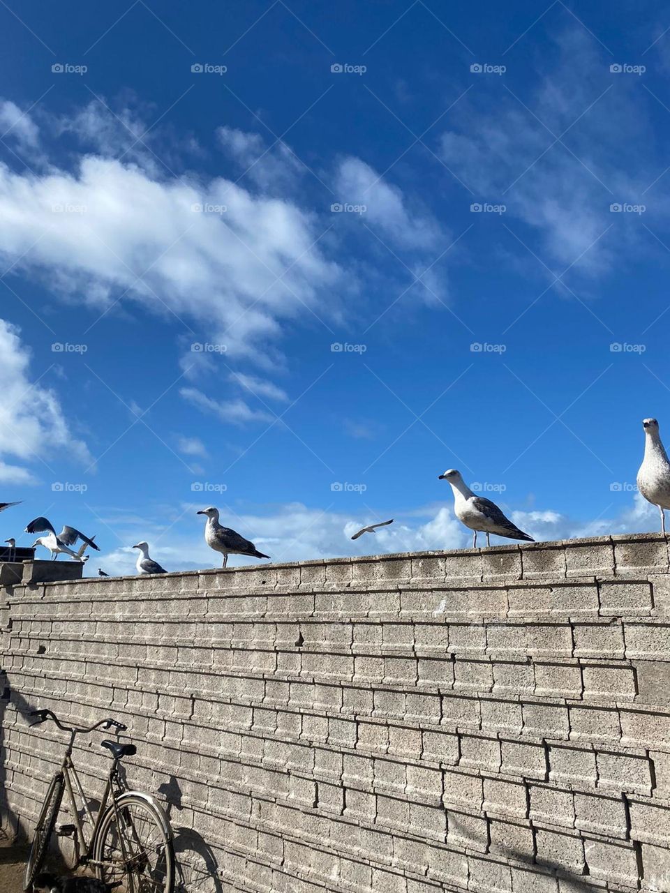 Flock of beautiful seagulls on the wall at essaouira city in Morocco