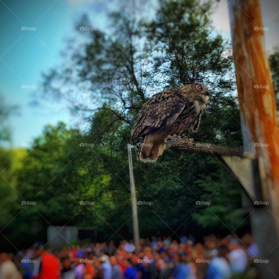 An owl on a perch. . An owl on a perch during an exhibition about birds of prey. 