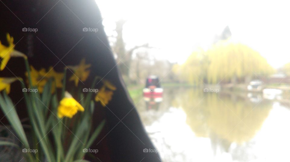 daffodil blur