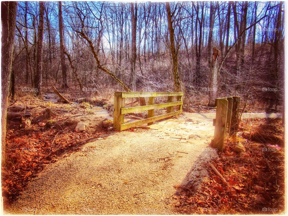 Wood, Tree, Landscape, Nature, Fall