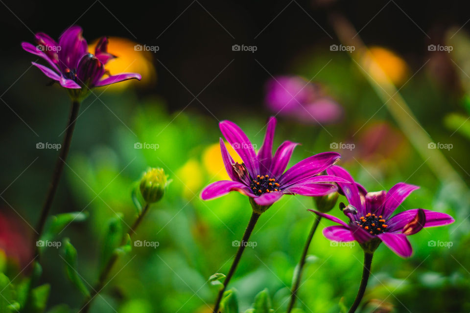 Purple flowers among green nature
