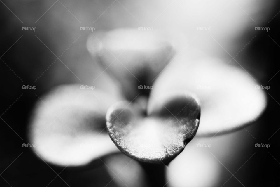 Black and white flower