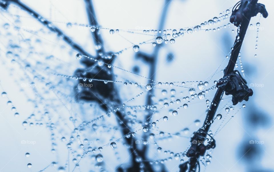 Water droplets on a spiders Web.