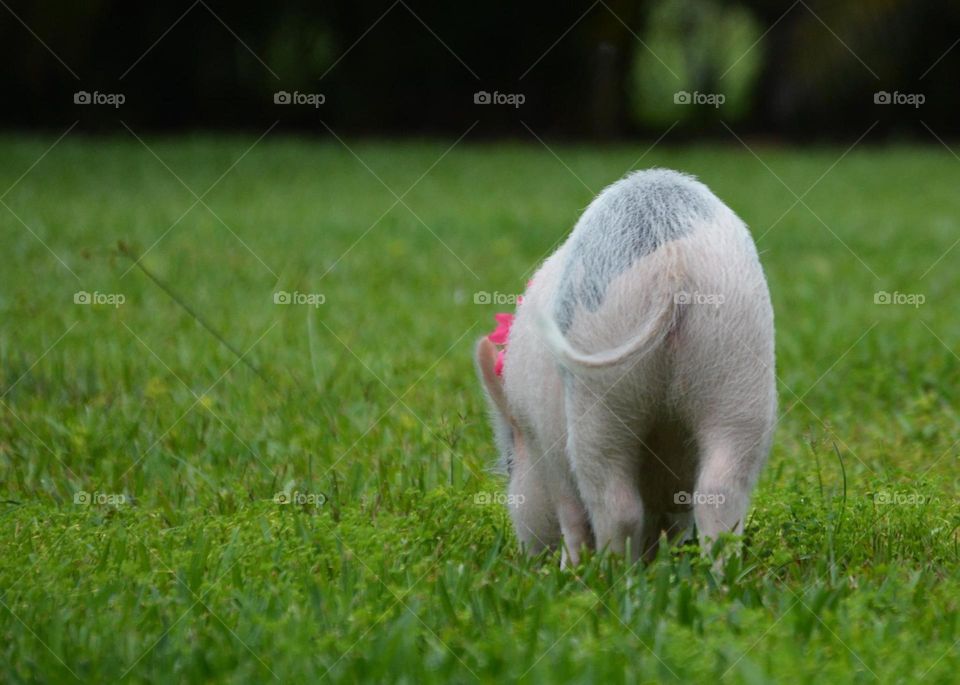 Piggy strut