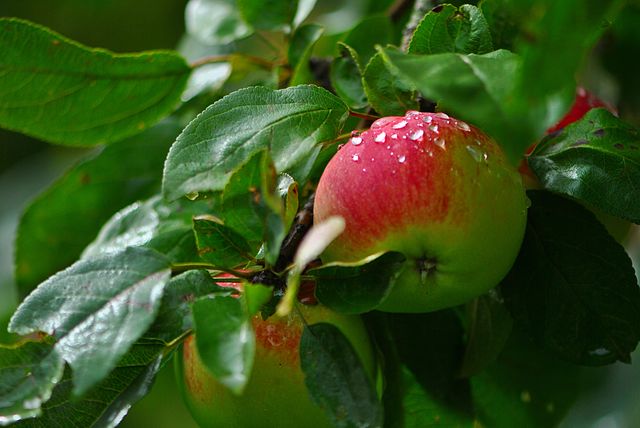 Sweet ripe red side apple with leaves hanging on tree branch at orchard garden. Autumn or summer harvest time and healthy eating concepts.