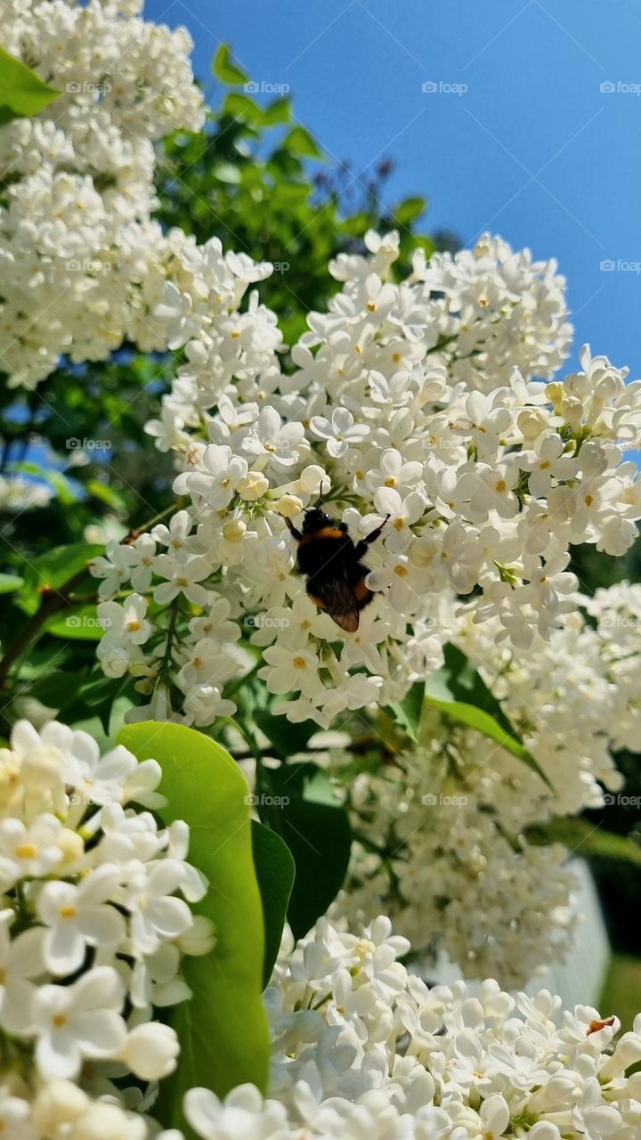 Bumblebee pollinating in a lilac