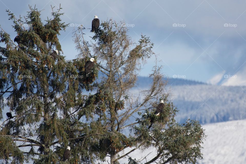 The eagle tree