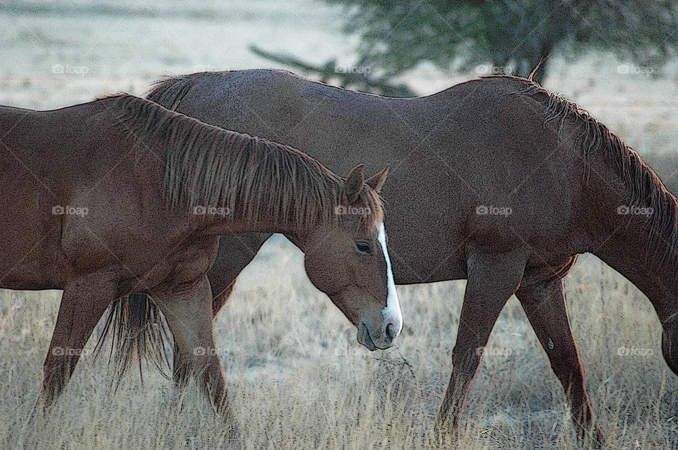 Horses in field