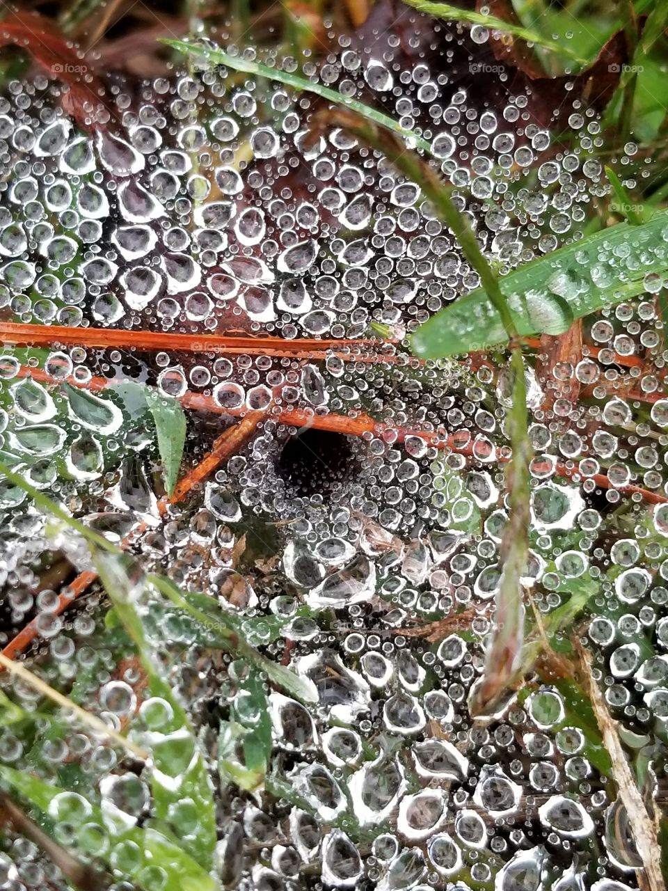 Nature, Pattern, Desktop, Leaf, Closeup