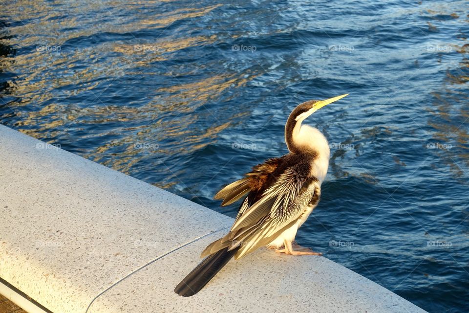 One snakebird is ready to fly over the Swan River, Perth, Western Australia.