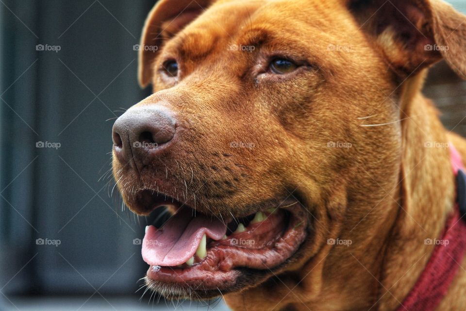 Portrait of ginger dog, mouth open and Alert eyes